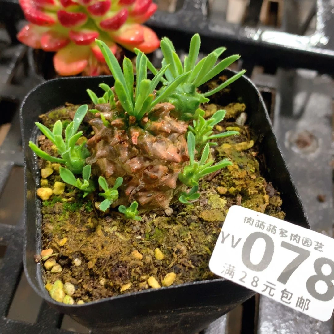 肉萌萌拇指盆精控多肉YV078