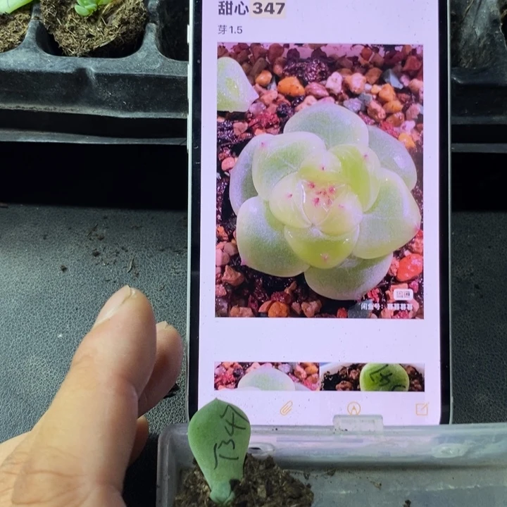 穴盘甜心347芽苗一个