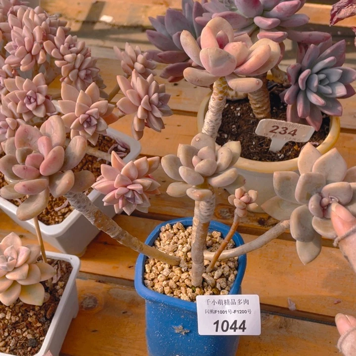 谢谢你的支持00000001044