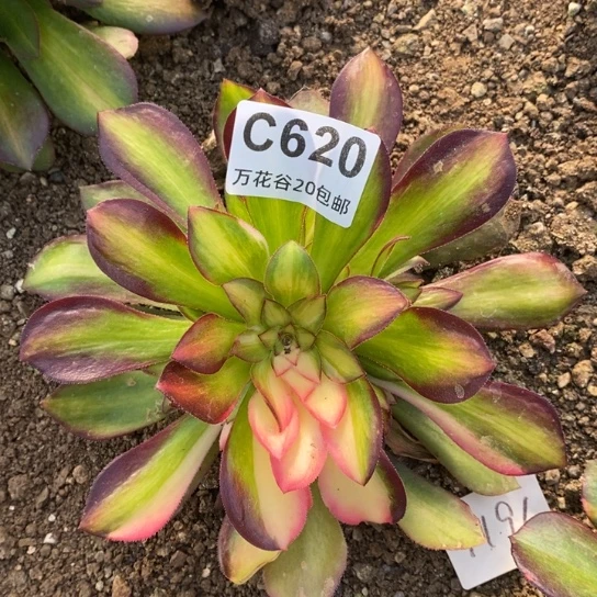 620绍修七彩多肉植物