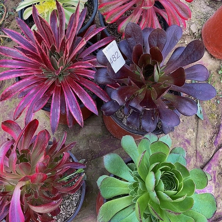 法师进锦多肉组合482