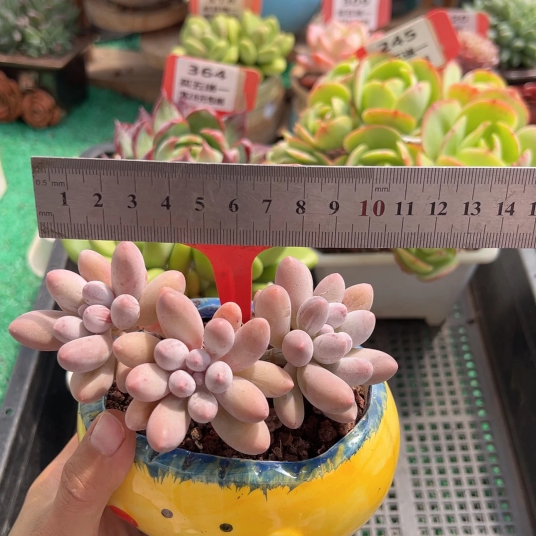 表妹精品多肉植物393.