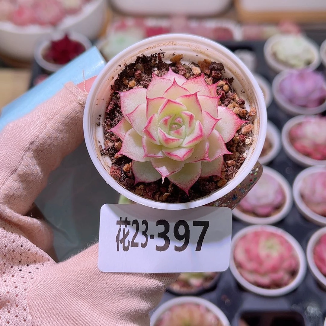 花利美23-397女王