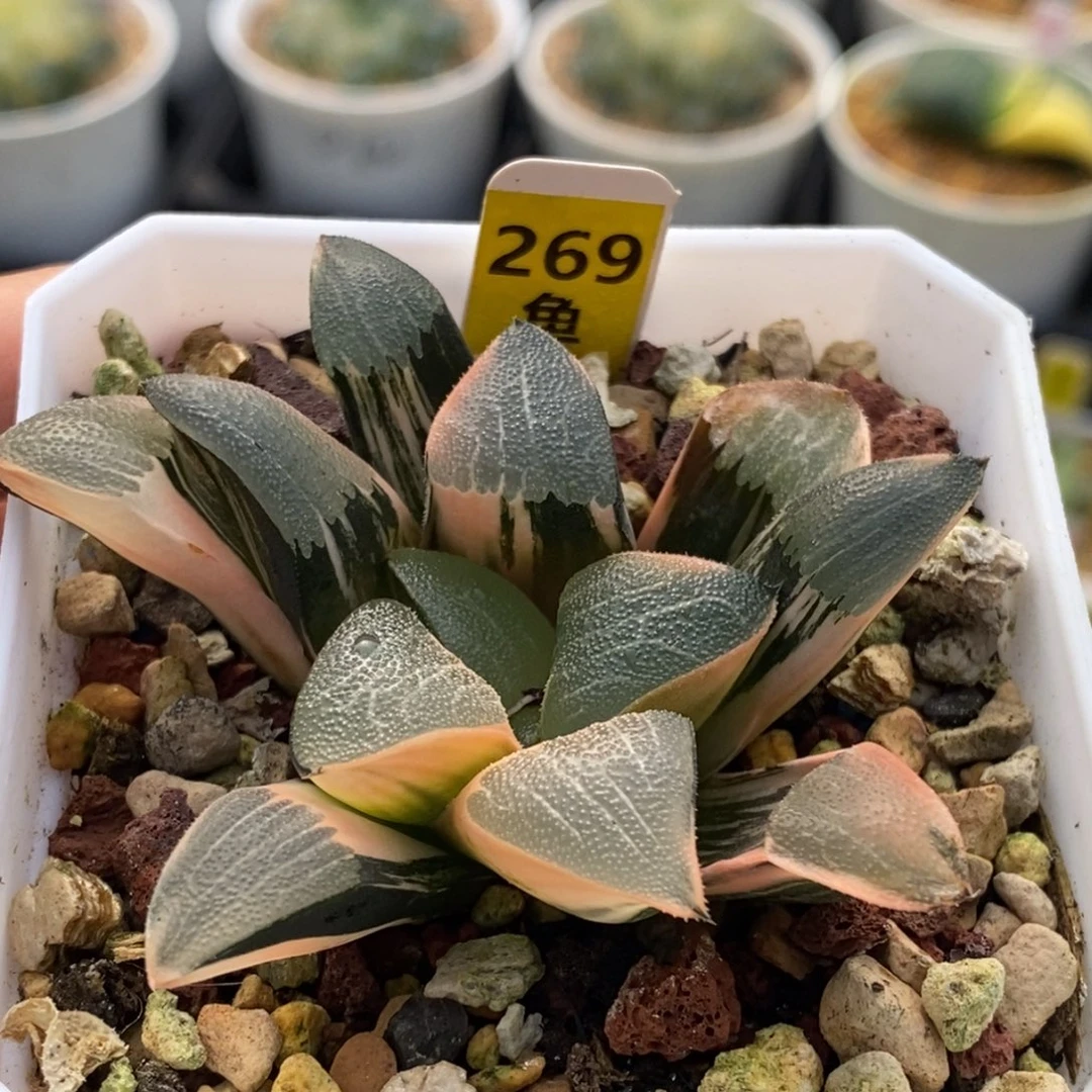 269号和田玉克锦多肉