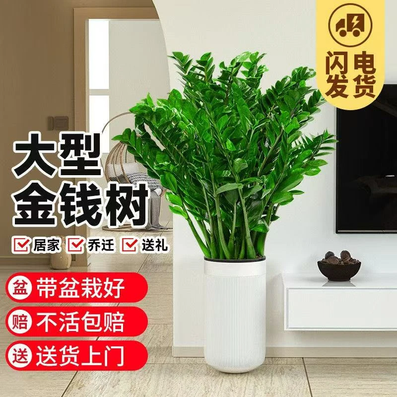【顺丰发货】110 - 130cm大型金钱树绿植适合室内摆放净化空气