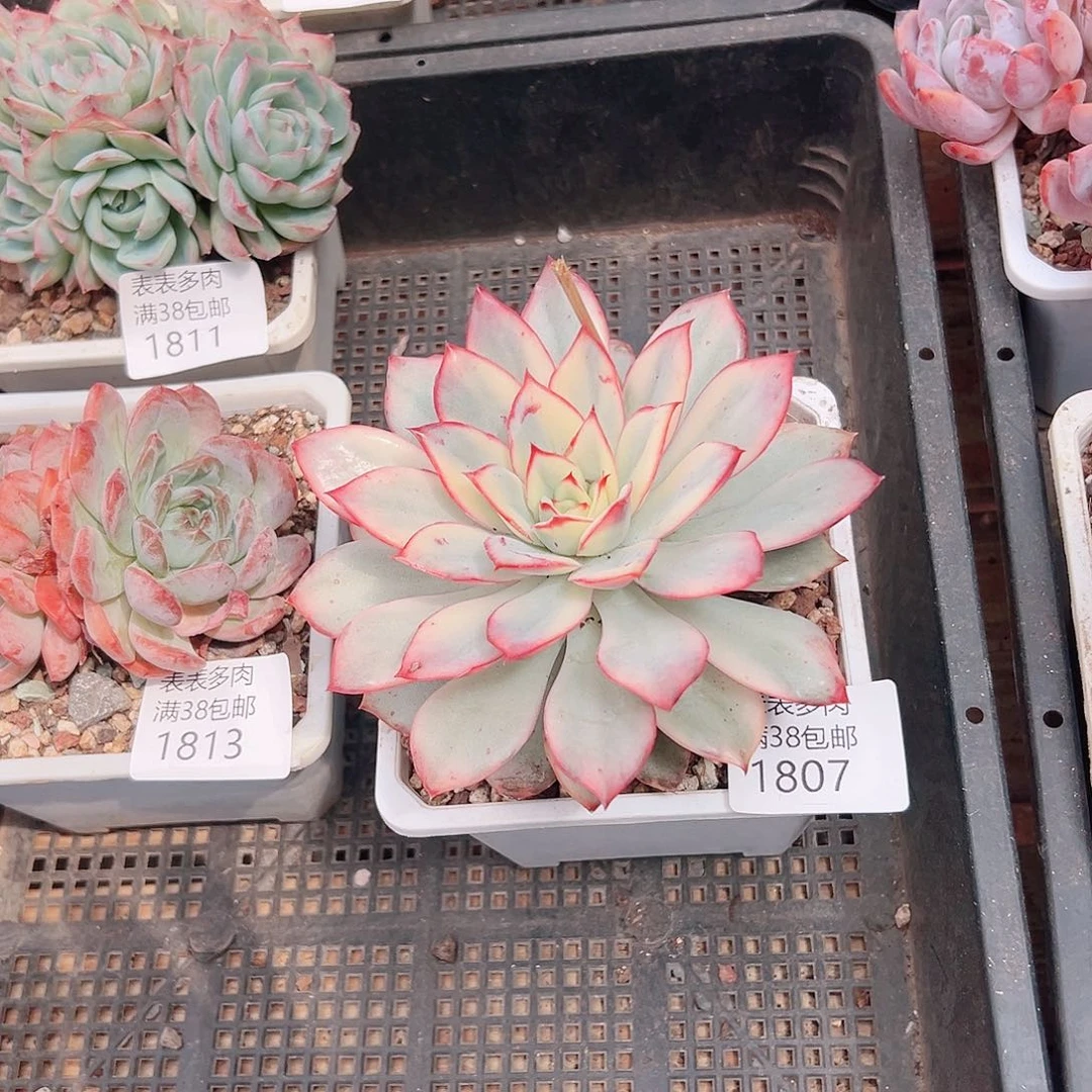 安***琪多肉一物一拍植物1807
