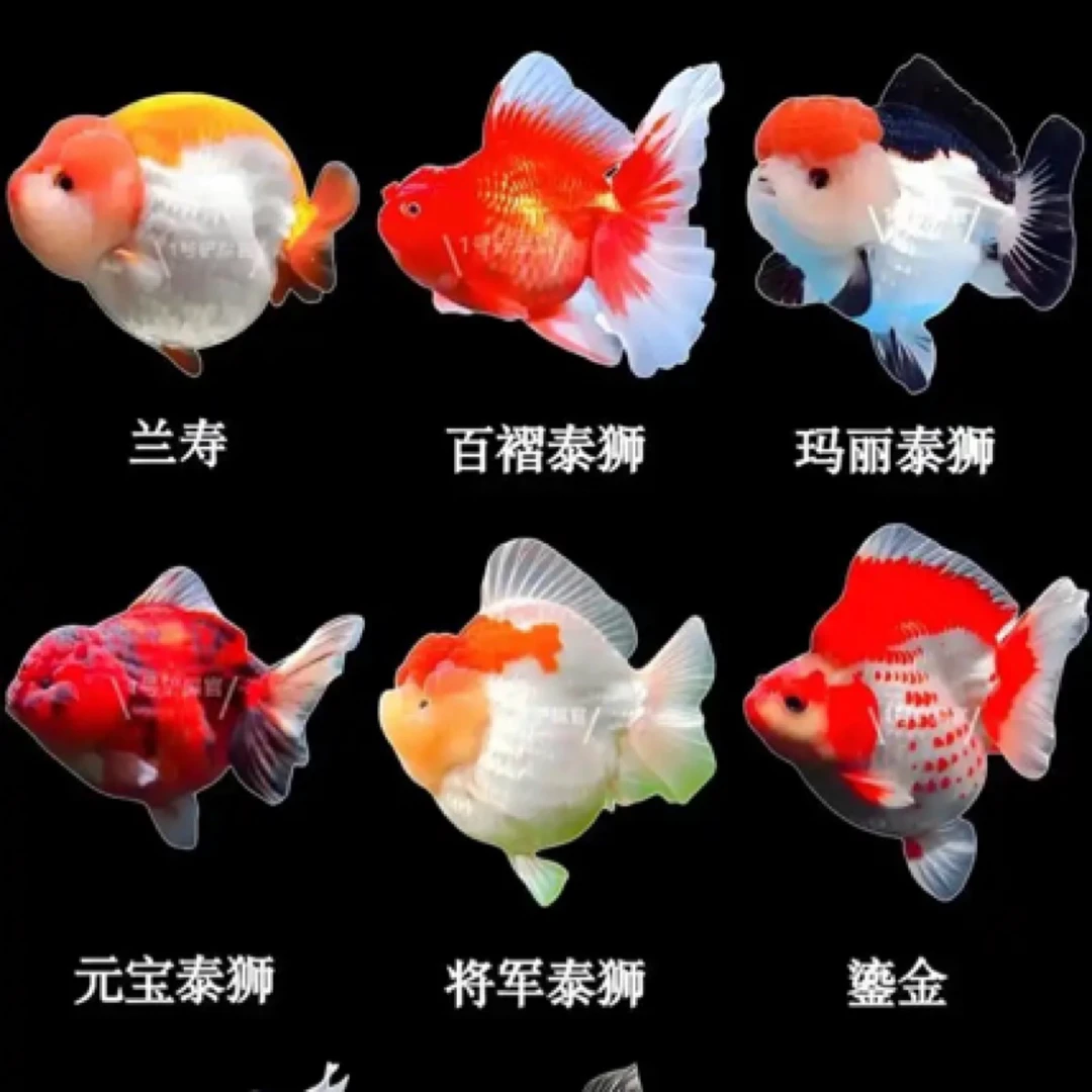 改价链接   金鱼观赏鱼冷水鱼淡水耐活好养