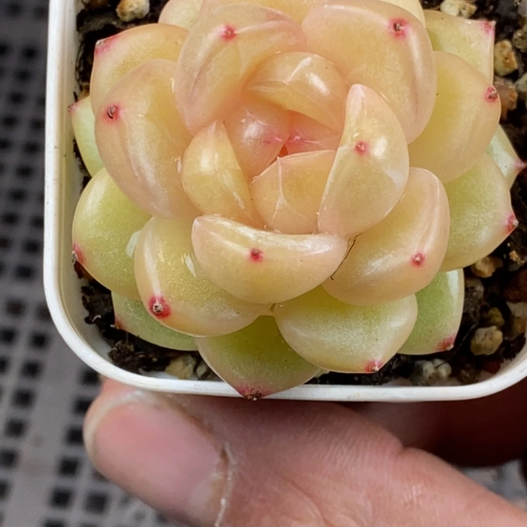 天官赐福百无禁忌