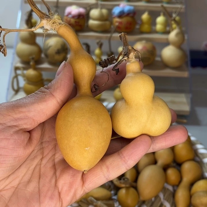 ￡***明葫芦葫芦葫芦葫芦