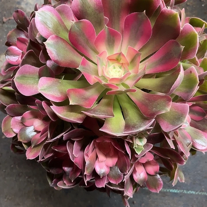 多肉植物香妃锦…………