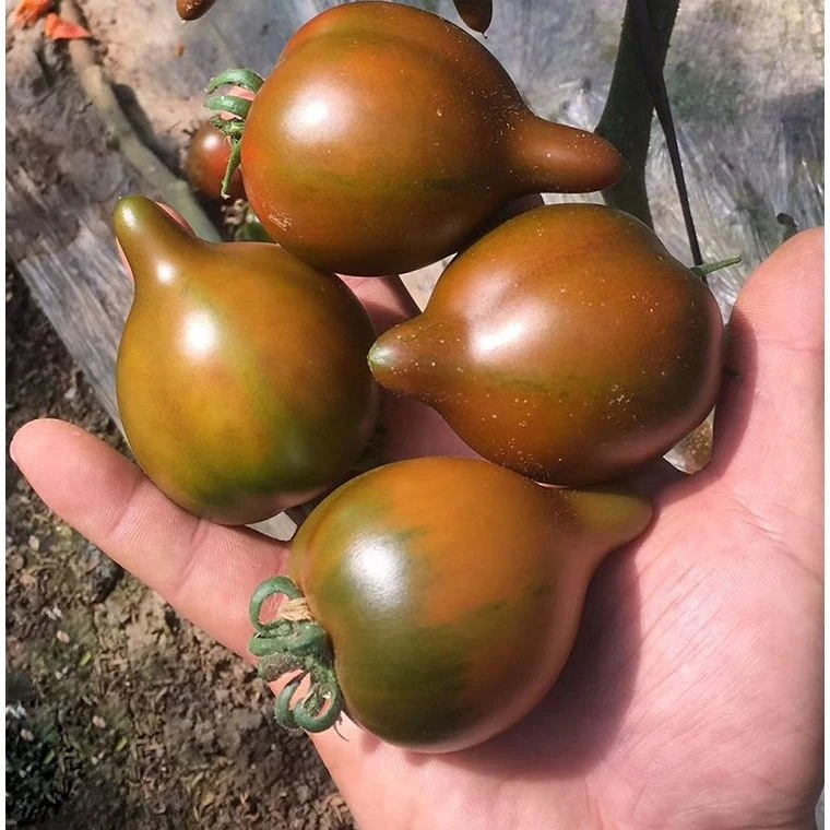 新鲜紫春桃铁皮柿子巧克力番茄黑番茄儿童孕妇水果生吃 顺丰包邮番茄同城送黑红串番茄辽宁省辽宁省沈阳市