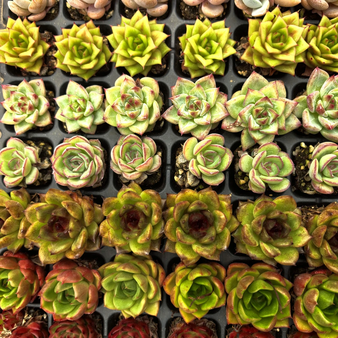 清仓精品多肉70颗冠幅2cm随机发