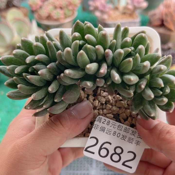 大2682（cvcbvbbjbh