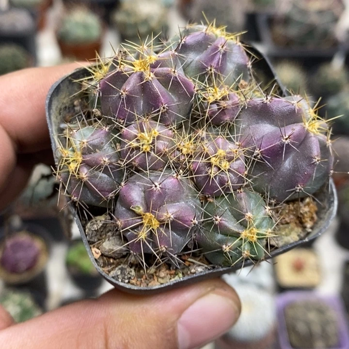 实生微刺虾特价福利