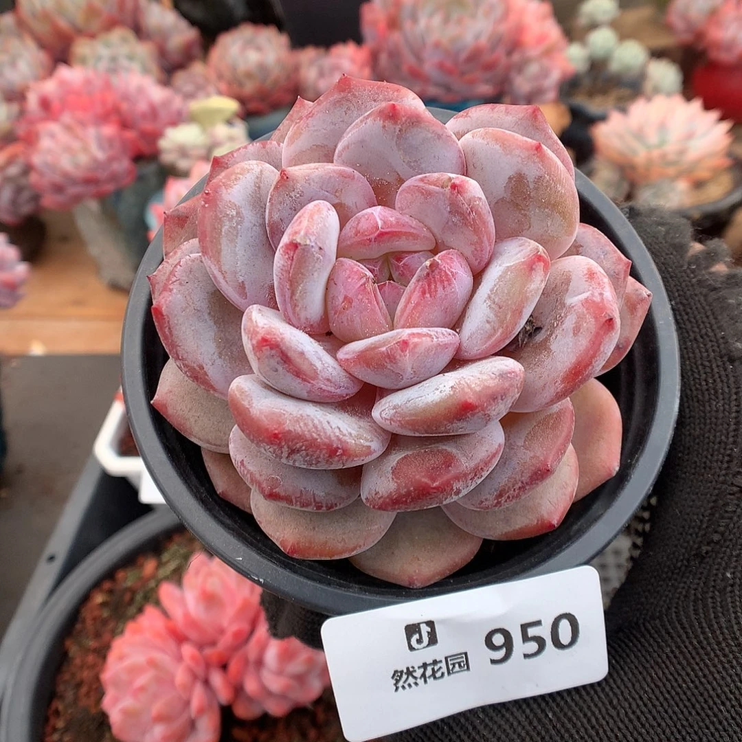 950粉星影多肉植物666666