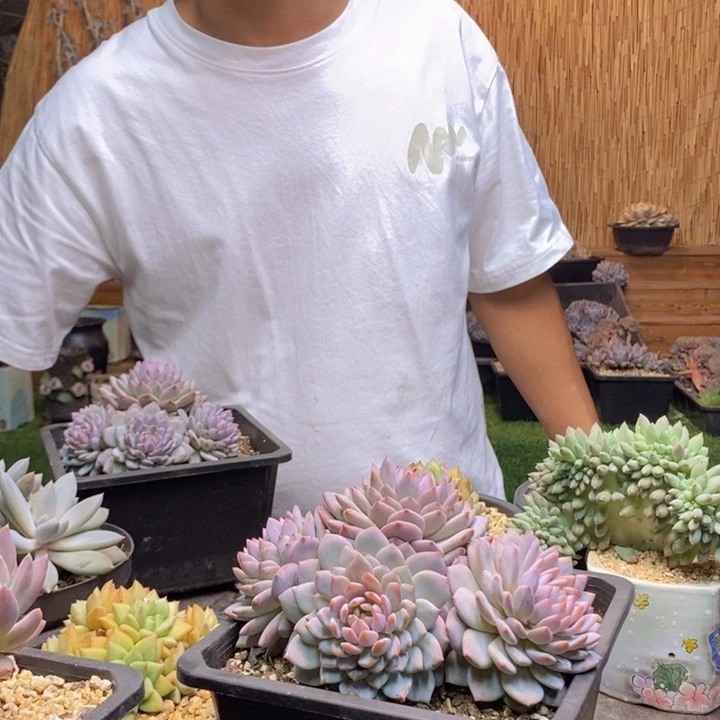 玻***面785号星星橙多肉多肉植物
