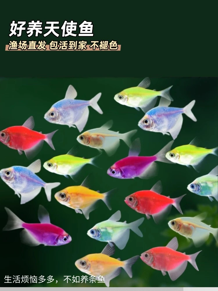 天使鱼七彩观赏鱼热带鱼小型群游鱼活体新手易养