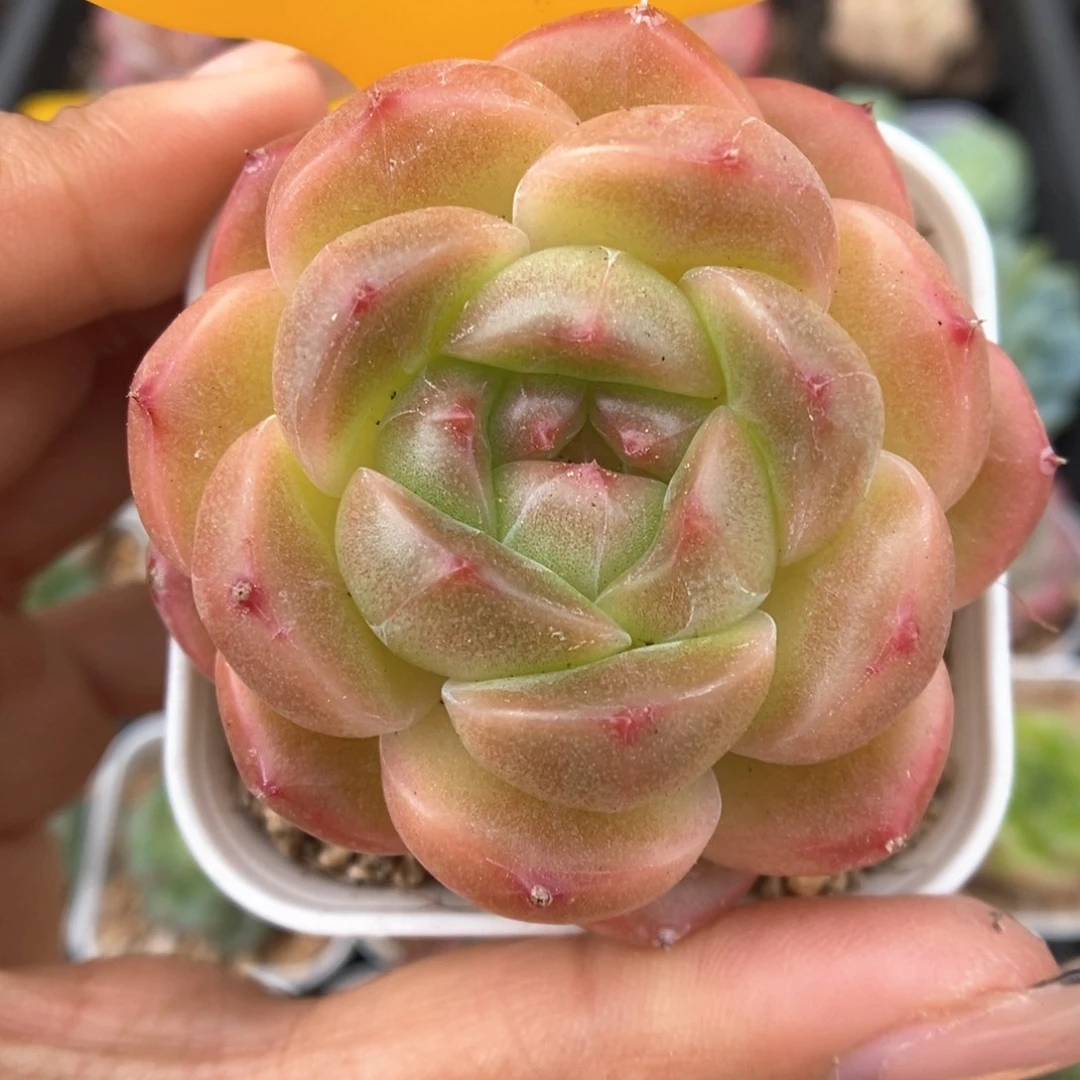 油透珍妮可拍515号。