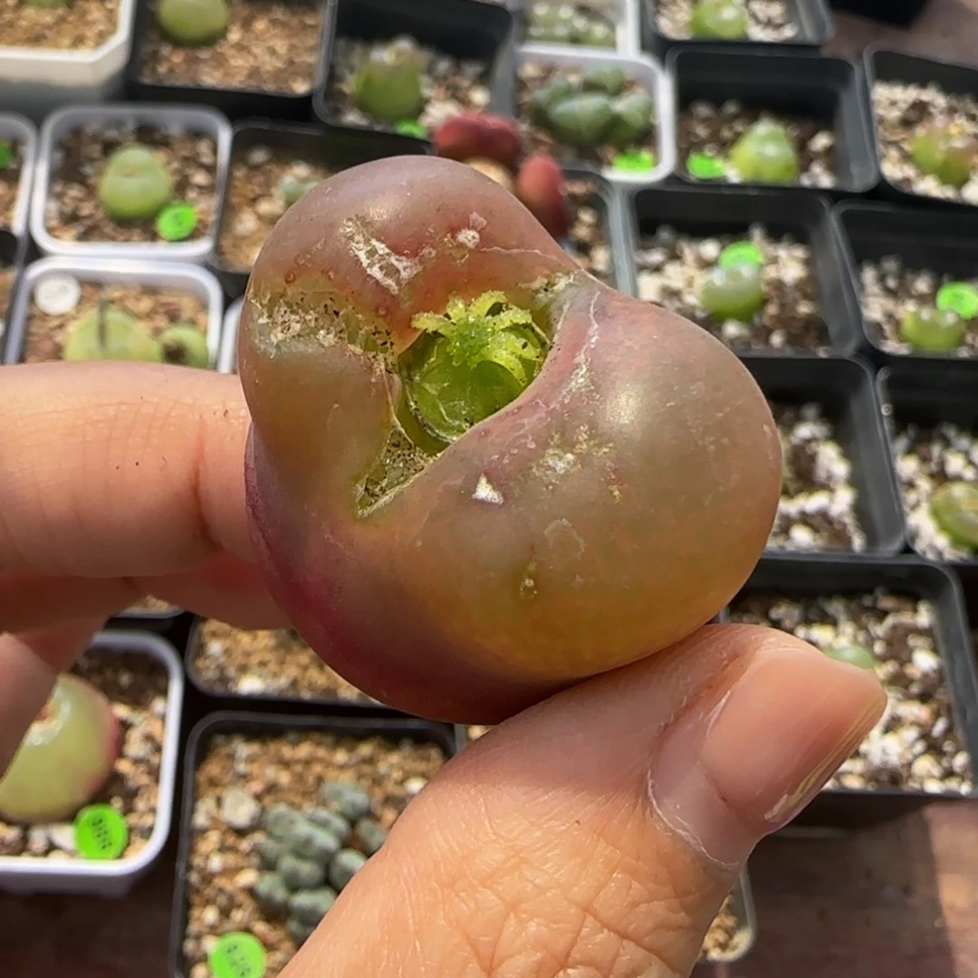 3.3（有疤）多肉植物24