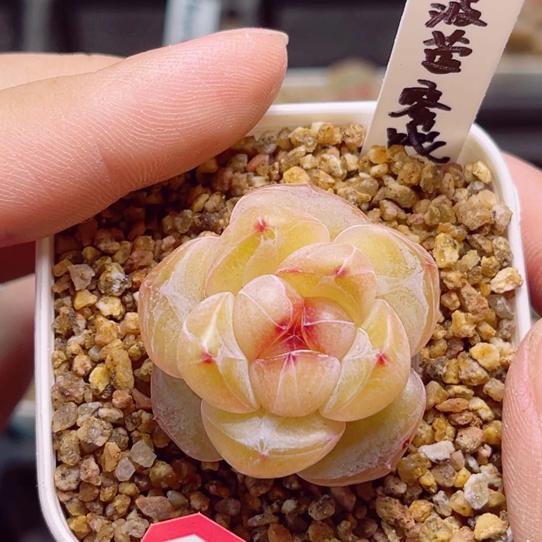 B37一物一拍 菠萝蜜饯