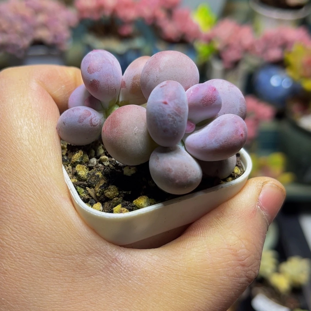 033糖豆6厘米多肉