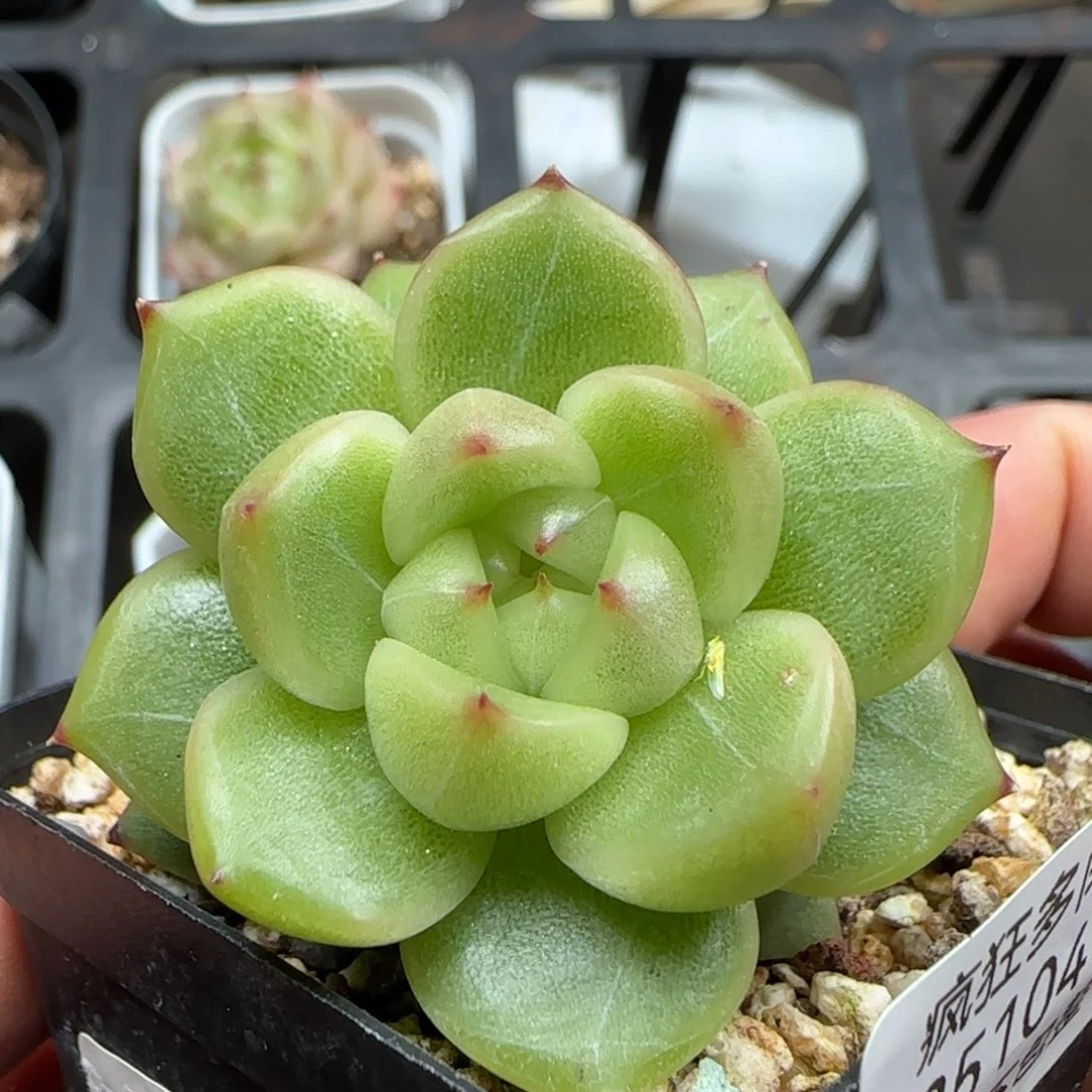 一物一拍空灵珍妮25104