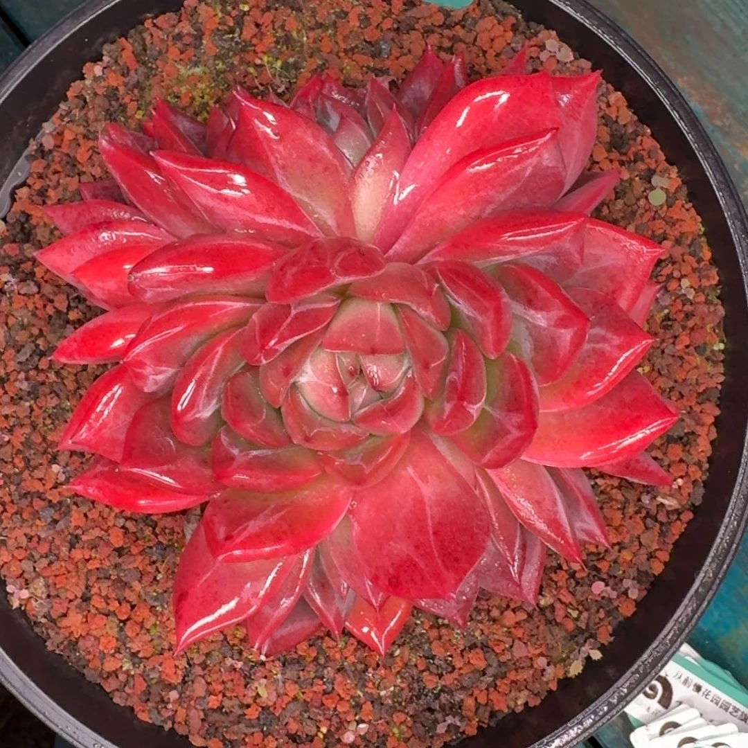 从前慢多肉精选编号1116-364