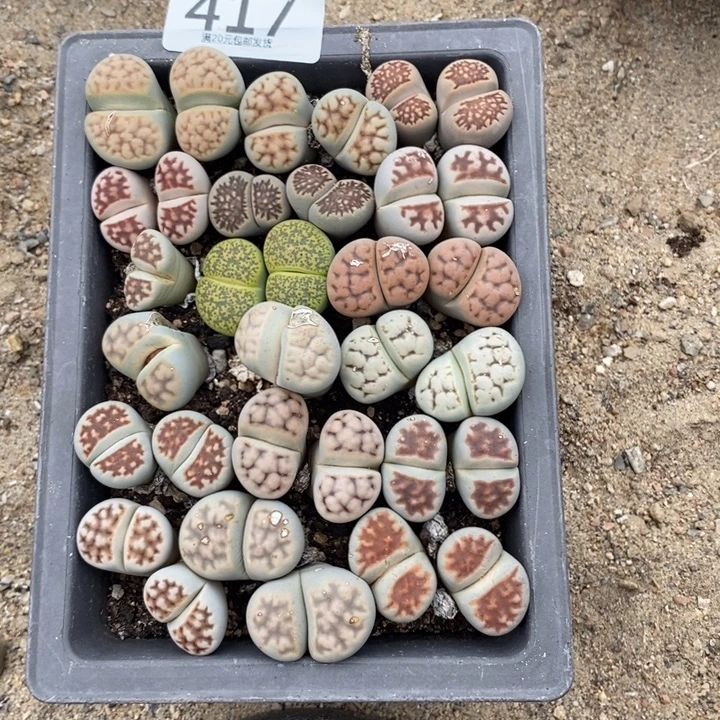 果***狸生石花的季节到啦417