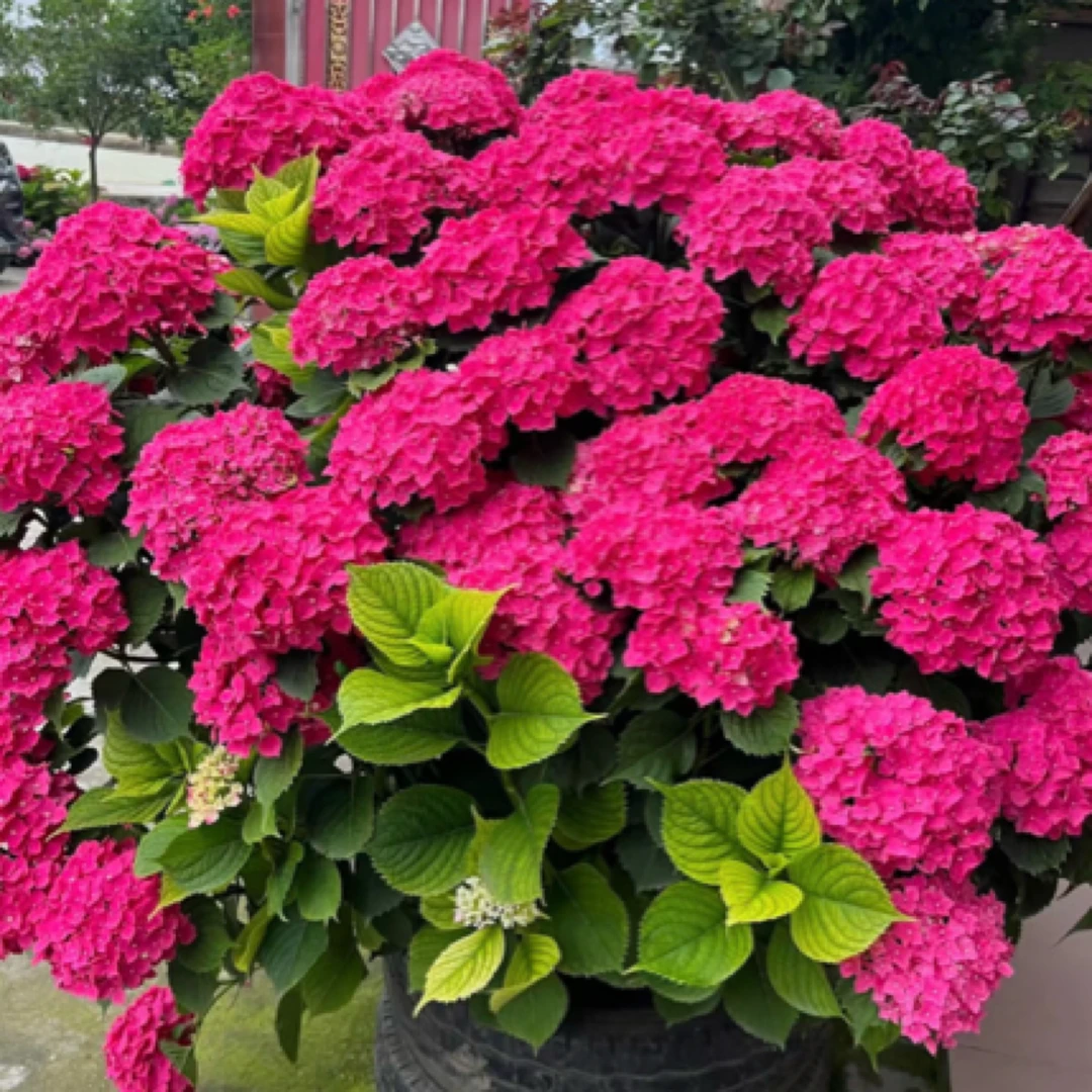 《玫红妈妈》精品大花绣球（已发货不支持退款或拒收）