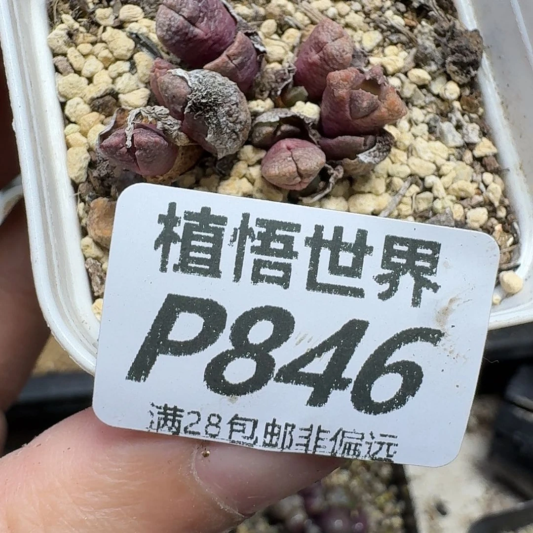 多肉植物的润泽eghj