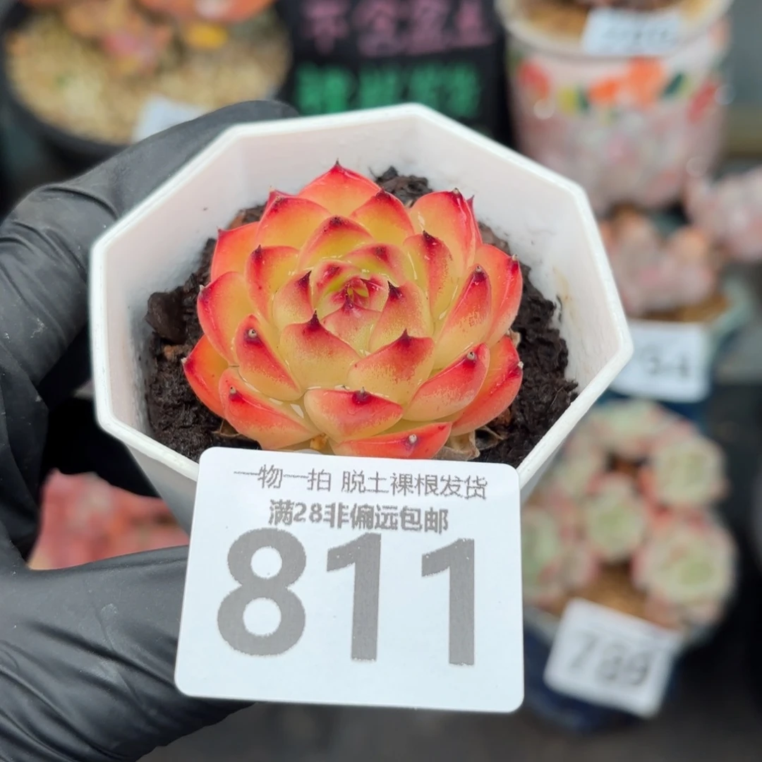 月亮石单头无盆土发货
