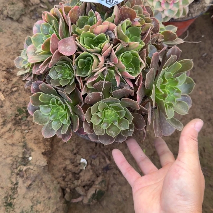 7203二号棚香妃多肉B