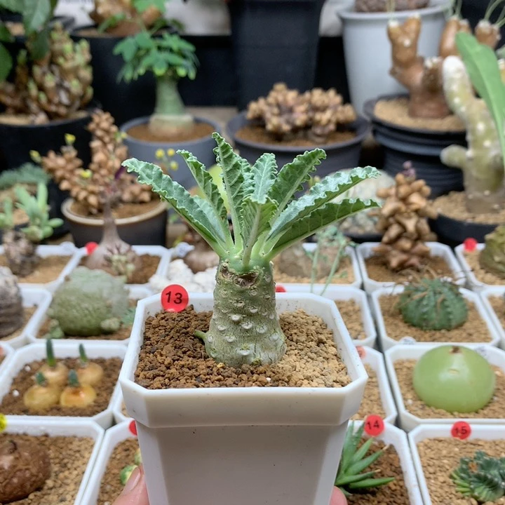 椰子琉桑母本带盆