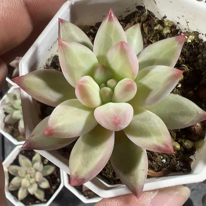 黄体虞美人精品多肉植物大战