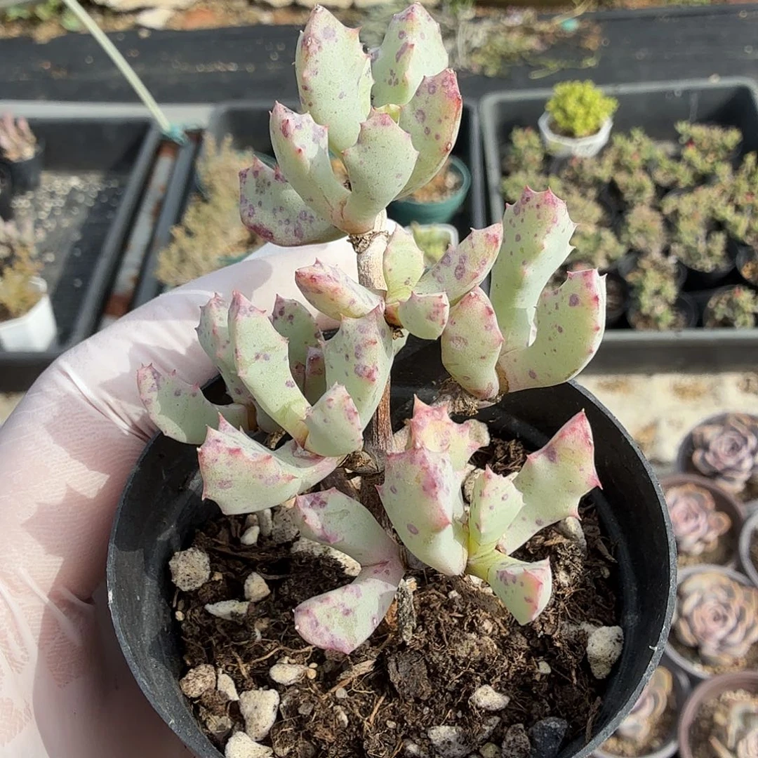 随机发琴爪菊满20包邮