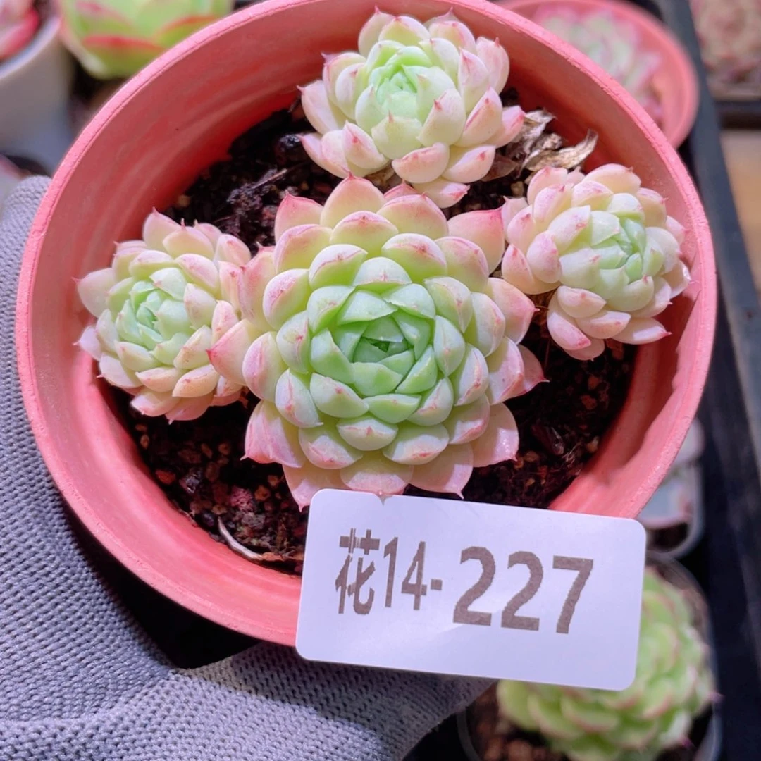 花利美14-227羊脂球