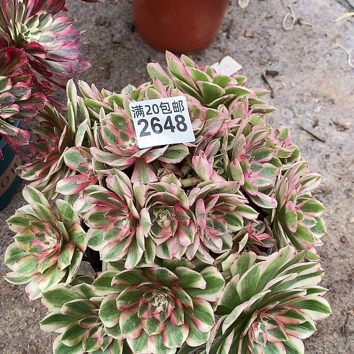 2648 一颗浣纱法师（没有主头