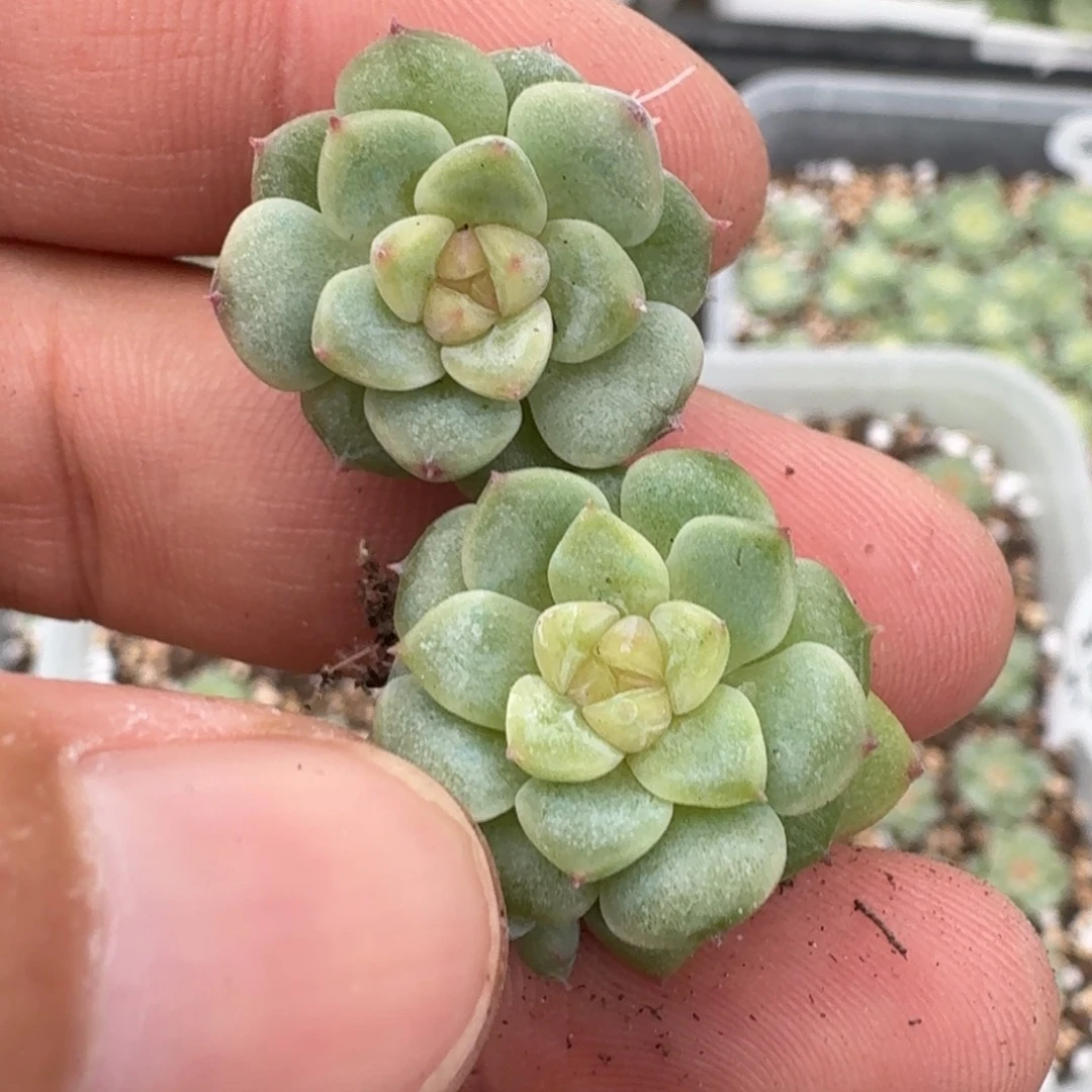 如图米粒珍妮叶插一份2颗