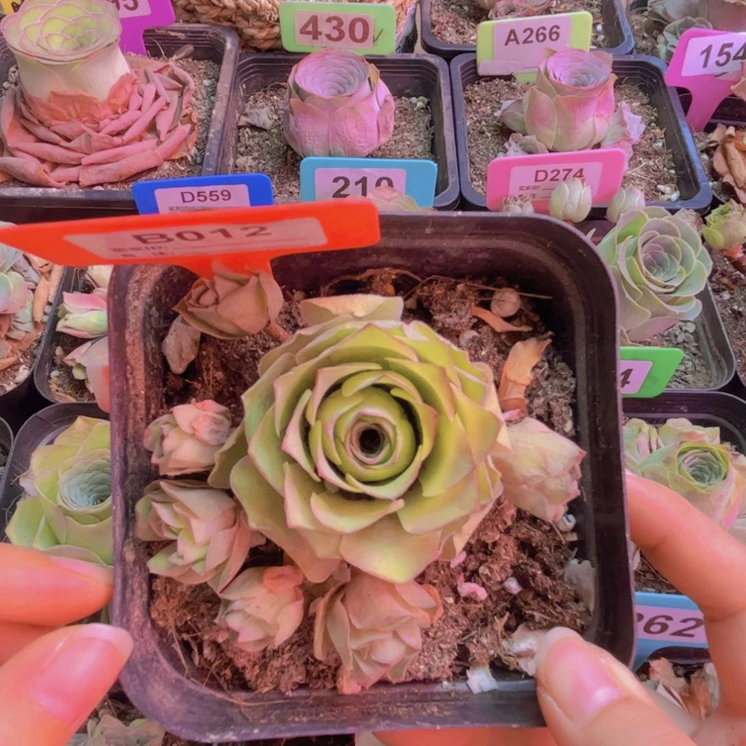 012山地玫瑰绿色