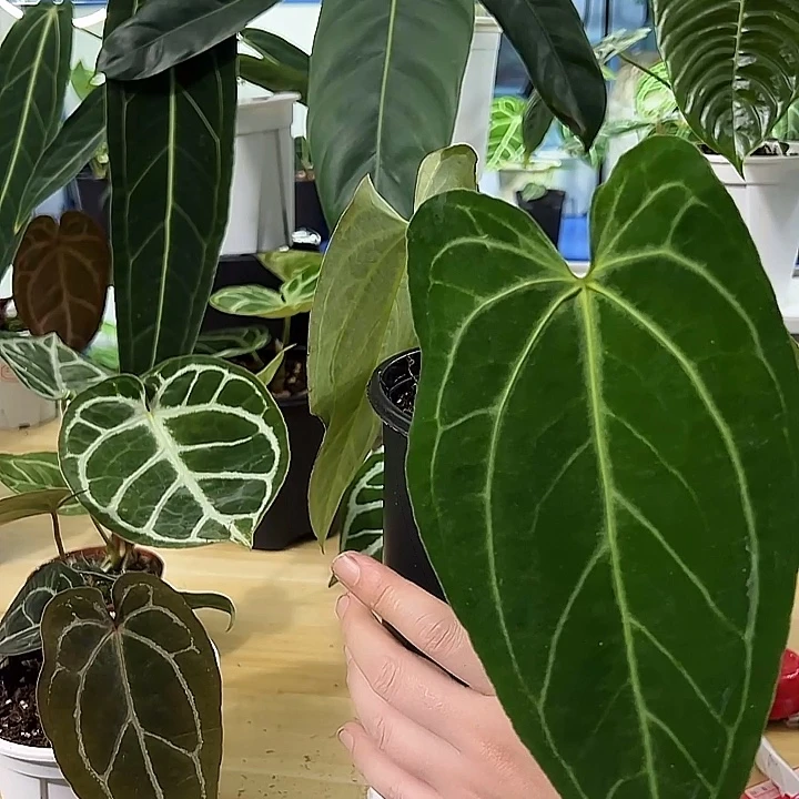 无花朵三角洲杂绿丝绒