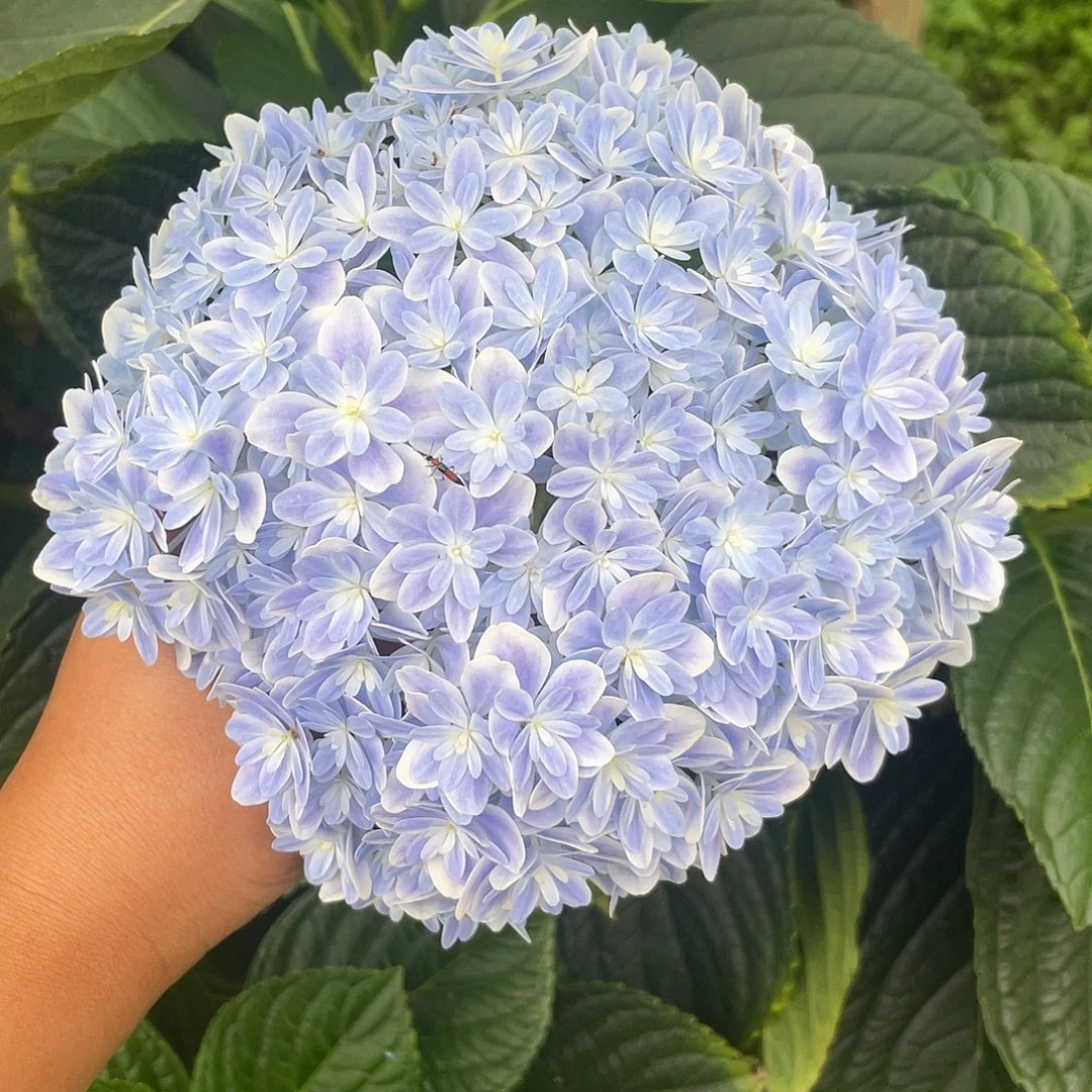 绣球切花一物一拍3枝起包邮，78