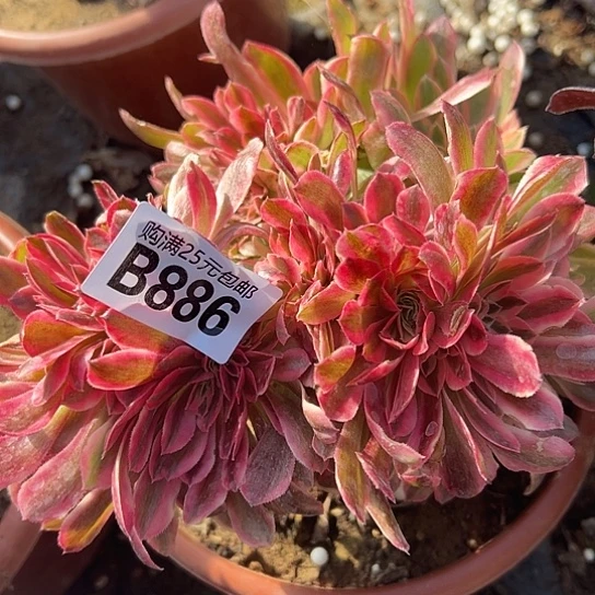 然***多肉植物一个