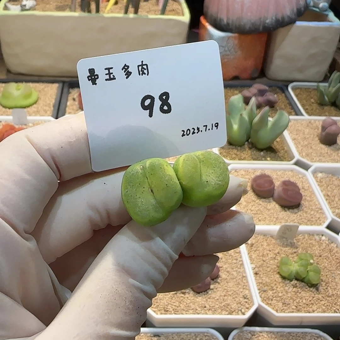 菜***菜多肉多肉多肉7.19-098