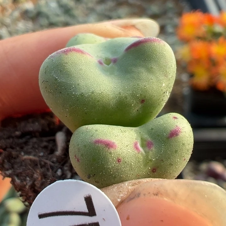 757号11111111111111