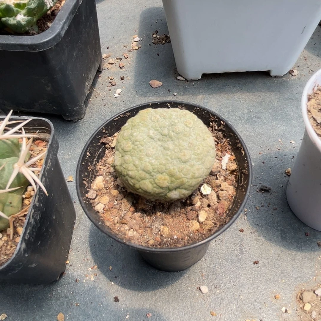 实生凝蹄玉一物一拍下单包邮