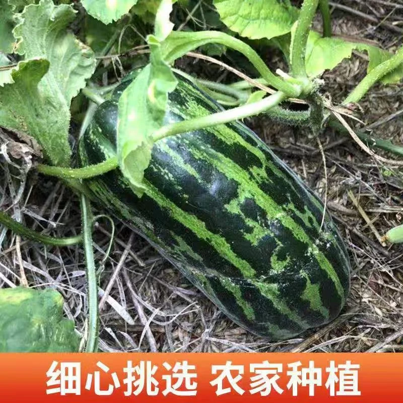 东台农家自种花皮水瓜新鲜水瓜
