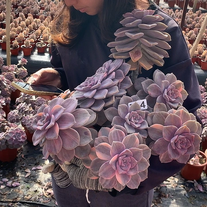 714 紫乐锦 一物一拍