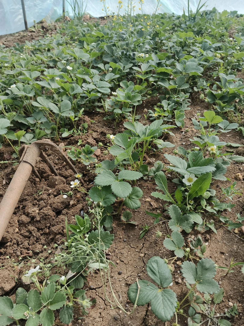 草莓苗裸根苗现挖现发