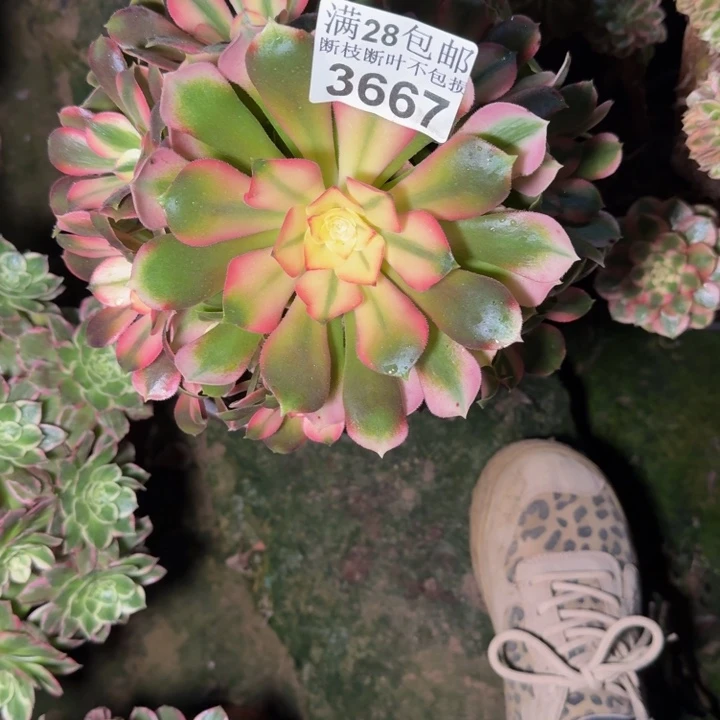 3667香妃多肉植物