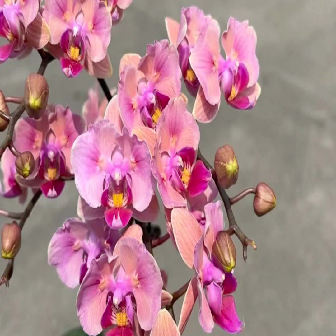 开口笑两眼蝴蝶兰1.7杯寄养三月份发货